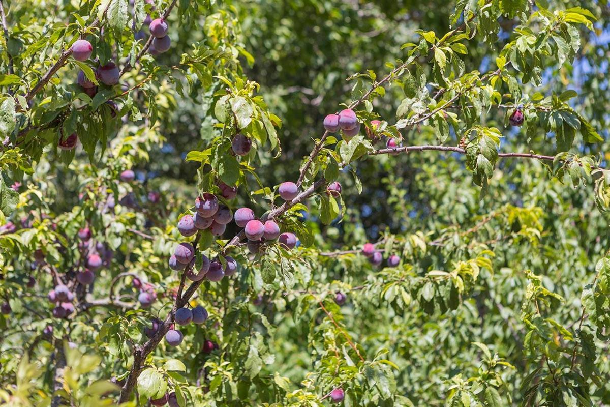 פרנטילו Agriturismo I Melograni מראה חיצוני תמונה